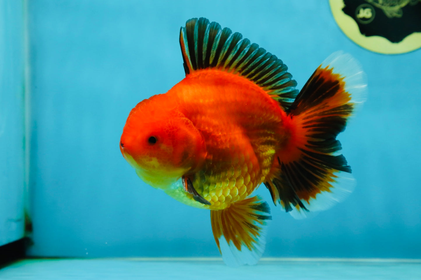 AAA Grade Apache Oranda Male 5-5.5 inches #050925OR_51