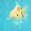 A Grade Red White Yuanbao Female 5-5.5 inches #082126YB_28