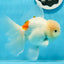 AAA Grade Orange White Sakura Oranda Male 6 inches #0920OR_18