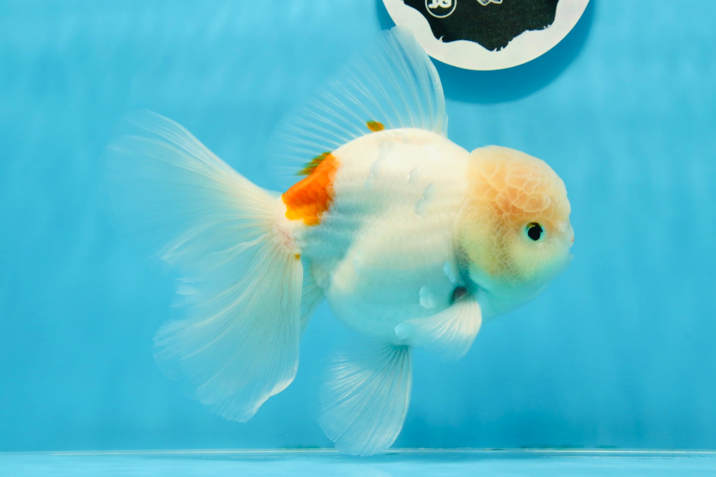 AAA Grade Orange White Sakura Oranda Male 6 inches #0920OR_18