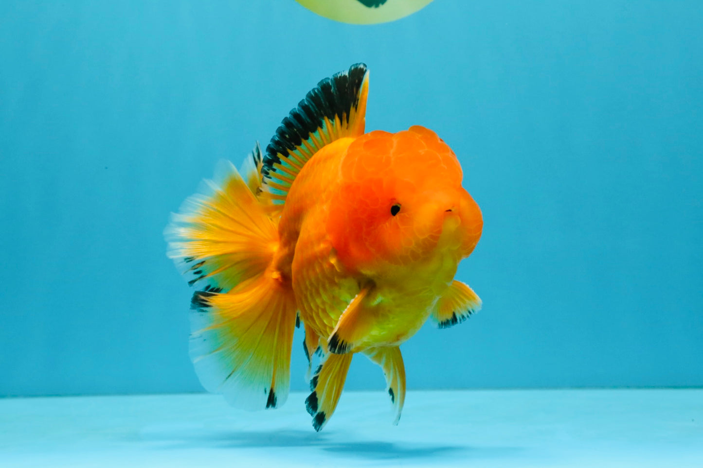 A Grade Orange Juice Oranda Male 5.5-6 inches #040326OR_17