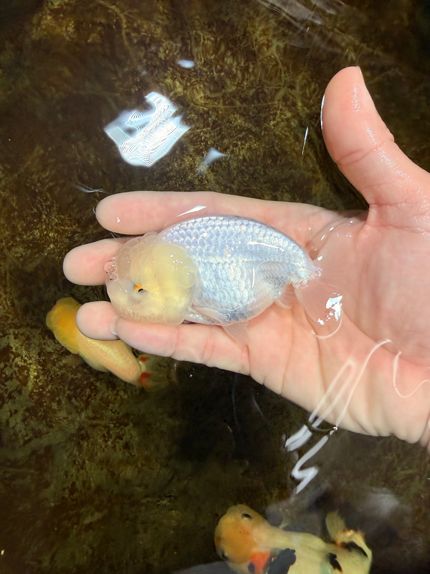 SNOW White Lionchu Female 4 inches #120525LC_11