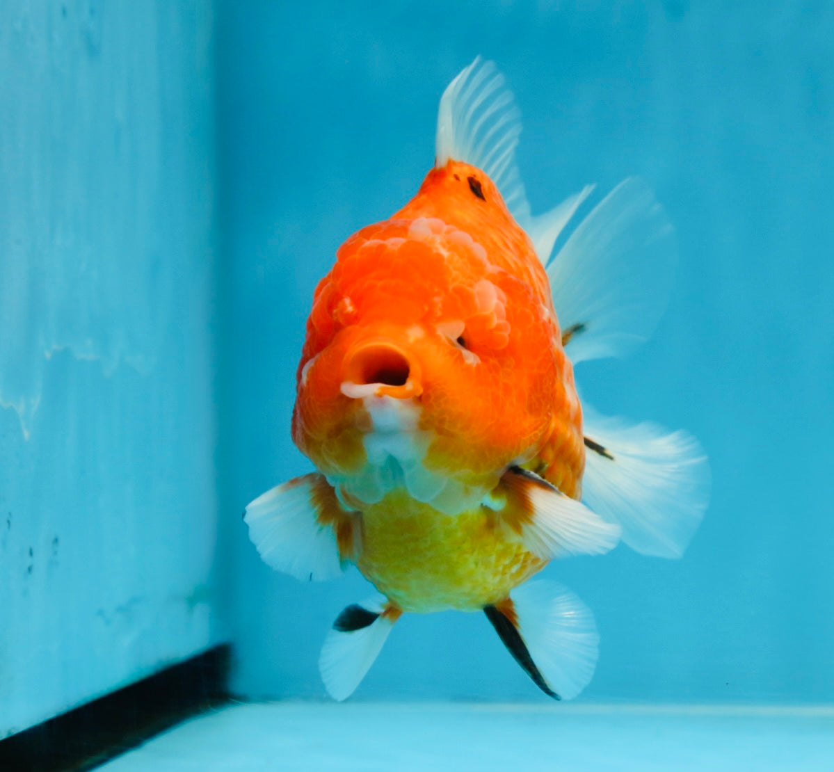 PUMPKIN A Grade  Sakura Yuanbao Male 4.5 inches #101725YB_29