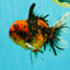 SPECIAL AAA Grade Tiger Oranda Male 6 inches #071726OR_31