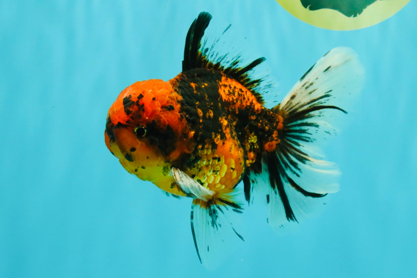 SPECIAL AAA Grade Tiger Oranda Male 6 inches #071726OR_31