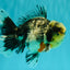 AAA Grade Super Special Marble Kirin Oranda Male 6 inches #061926OR_16
