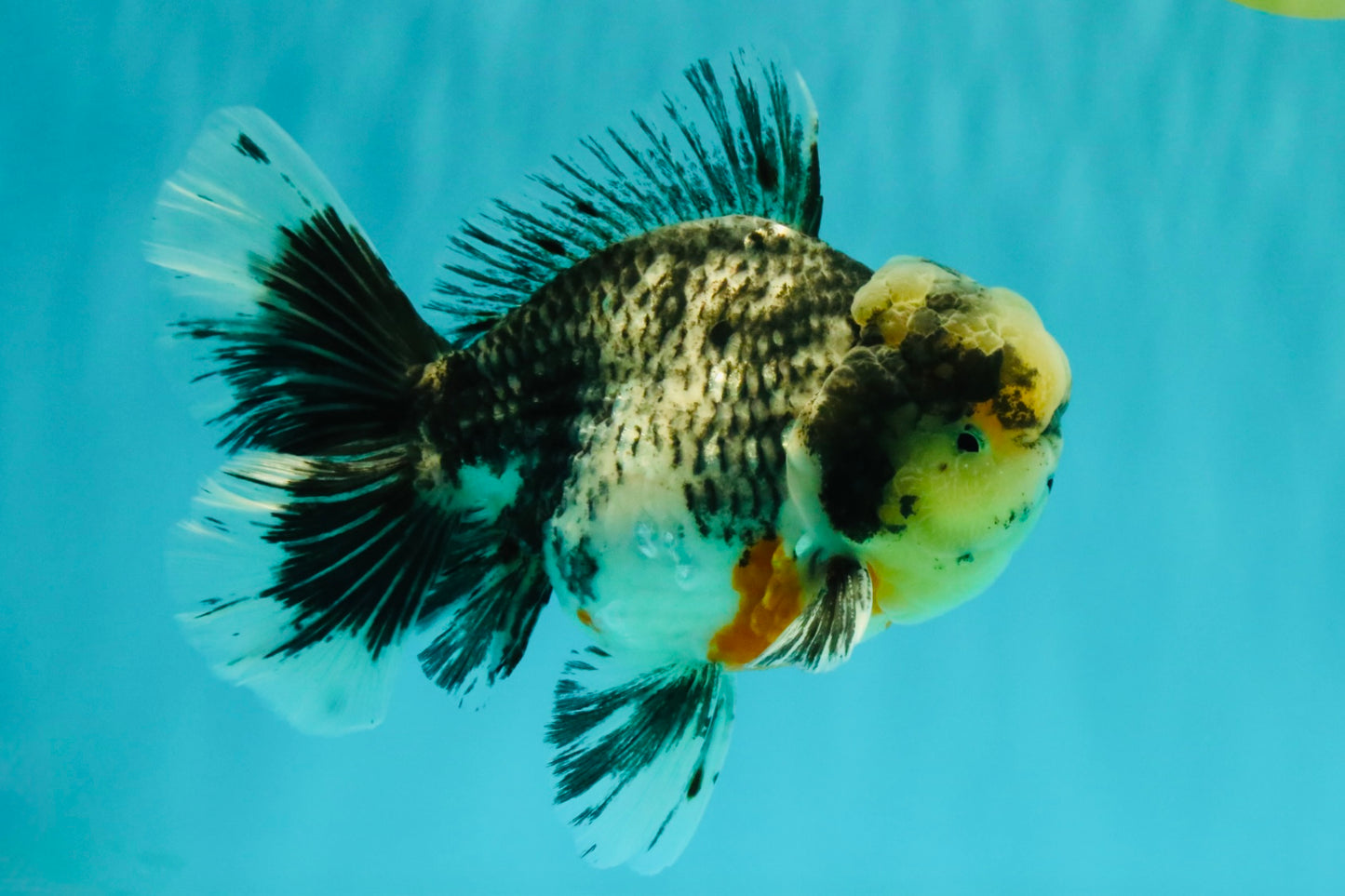 AAA Grade Super Special Marble Kirin Oranda Male 6 inches #061926OR_16