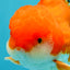 MARIO AAA Grade Red White Oranda Male 5.5 inches #030626OR_20