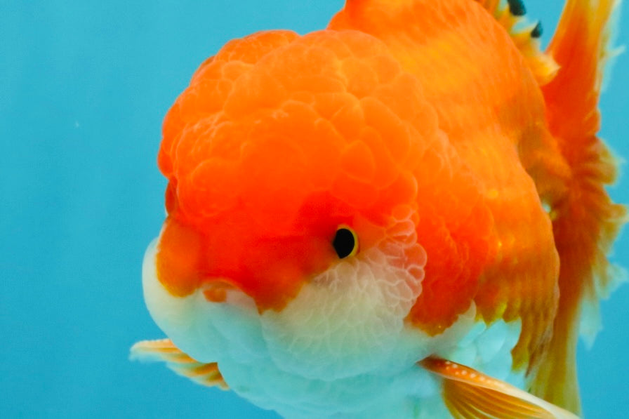 MARIO AAA Grade Red White Oranda Male 5.5 inches #030626OR_20