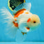 AAA Grade ADORABLE Sakura Oranda Male 6-6.5 inches #091925OR_14