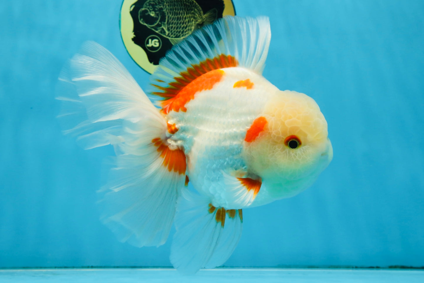 AAA Grade ADORABLE Sakura Oranda Male 6-6.5 inches #091925OR_14