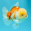 AAA Grade Polkadot Red White Oranda Male 6-6.5 inches #030626OR_19