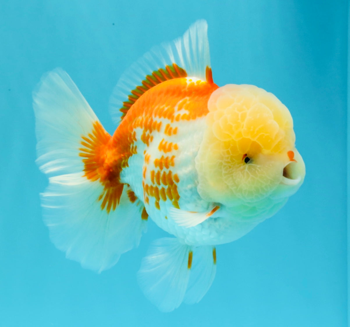 AAA Grade Polkadot Red White Oranda Male 6-6.5 inches #030626OR_19