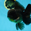 AAA Grade Jumbo Black Oranda Male 5-5.5 inches #053025OR_24