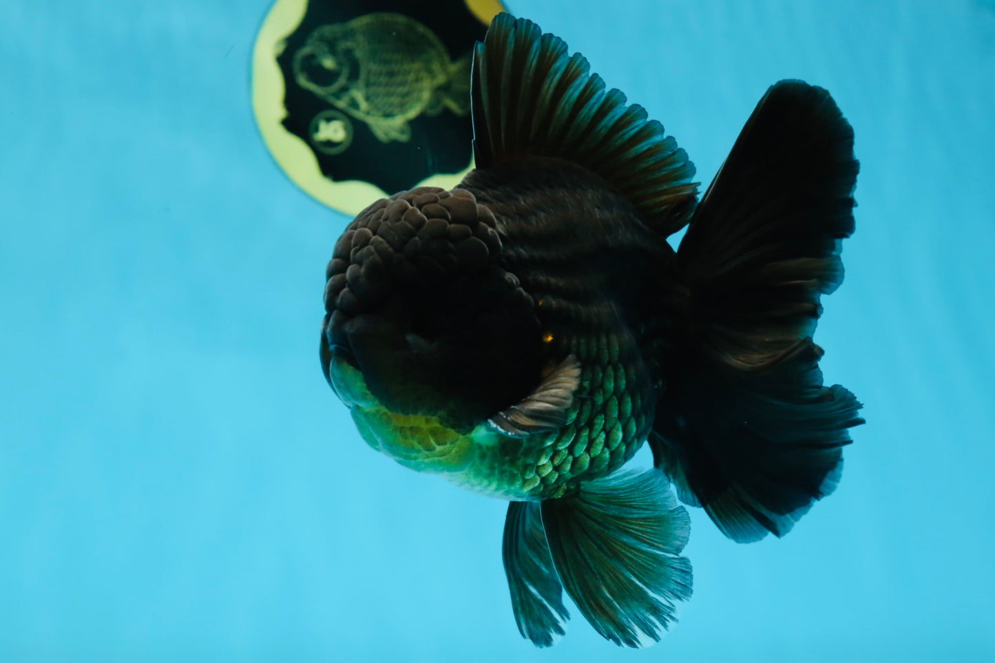 AAA Grade Jumbo Black Oranda Male 5-5.5 inches #053025OR_24