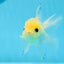 Oranda macho de ojos de botón de cabeza de limón de grado A, único, de 4 a 4,5 pulgadas, n.º 0906OR_28