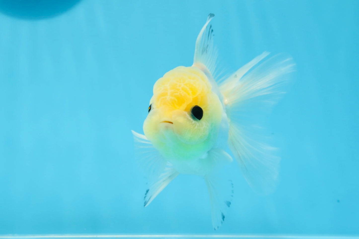 Oranda macho de ojos de botón de cabeza de limón de grado A, único, de 4 a 4,5 pulgadas, n.º 0906OR_28