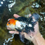 A Grade Tricolor Oranda Female 6.5 inches #090525OR_19