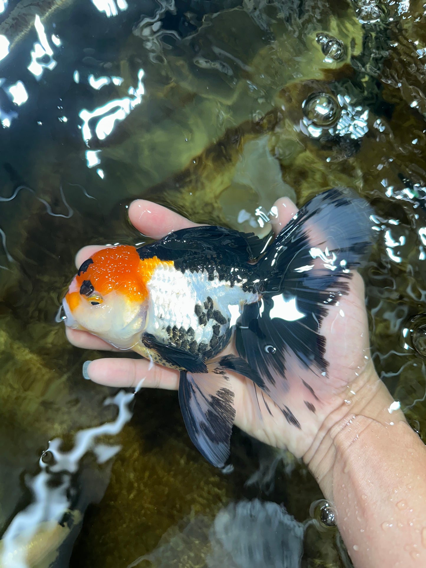 A Grade Tricolor Oranda Female 6.5 inches #090525OR_19