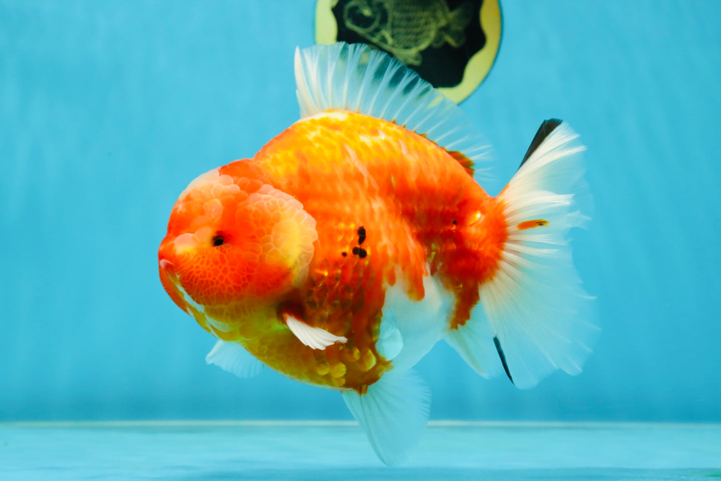 AAA Grade Godzilla Sakura Yuanbao Female 6 inches #050925YB_23