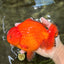 PUMPKIN AAA Grade Red Yuanbao Male 6 inches #101626YB_29
