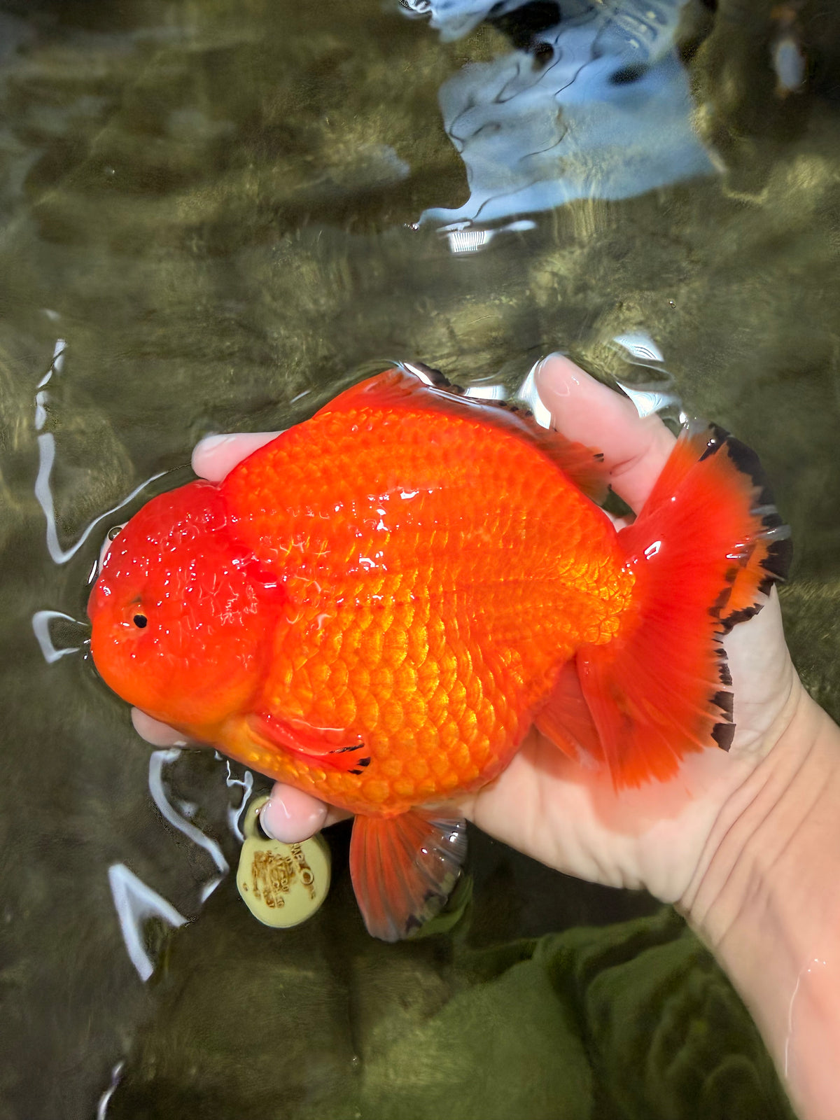 PUMPKIN AAA Grade Red Yuanbao Male 6 inches #101626YB_29