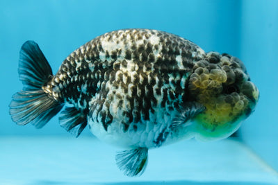 AAA Grade White Tiger LionQueen 5-5.5 inches #091225LC_08