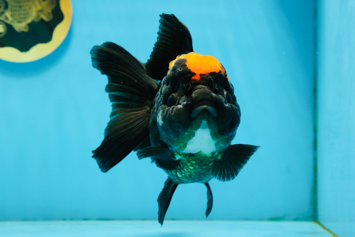 Red Head Oranda Female 5.5 inches #121324OR_15