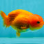 Red Cherry Lionchu Female 3.5-4 inches #1004LC_08