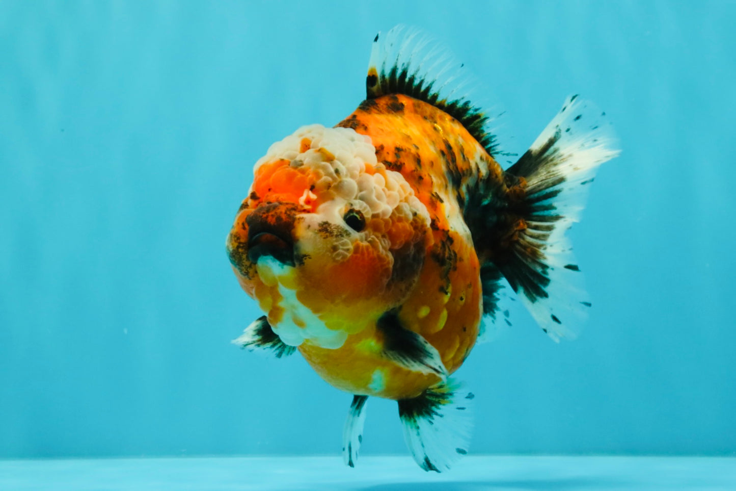 SPECIAL A Grade Sakura Yuanbao Female 5.5-6 inches #032026YB_27