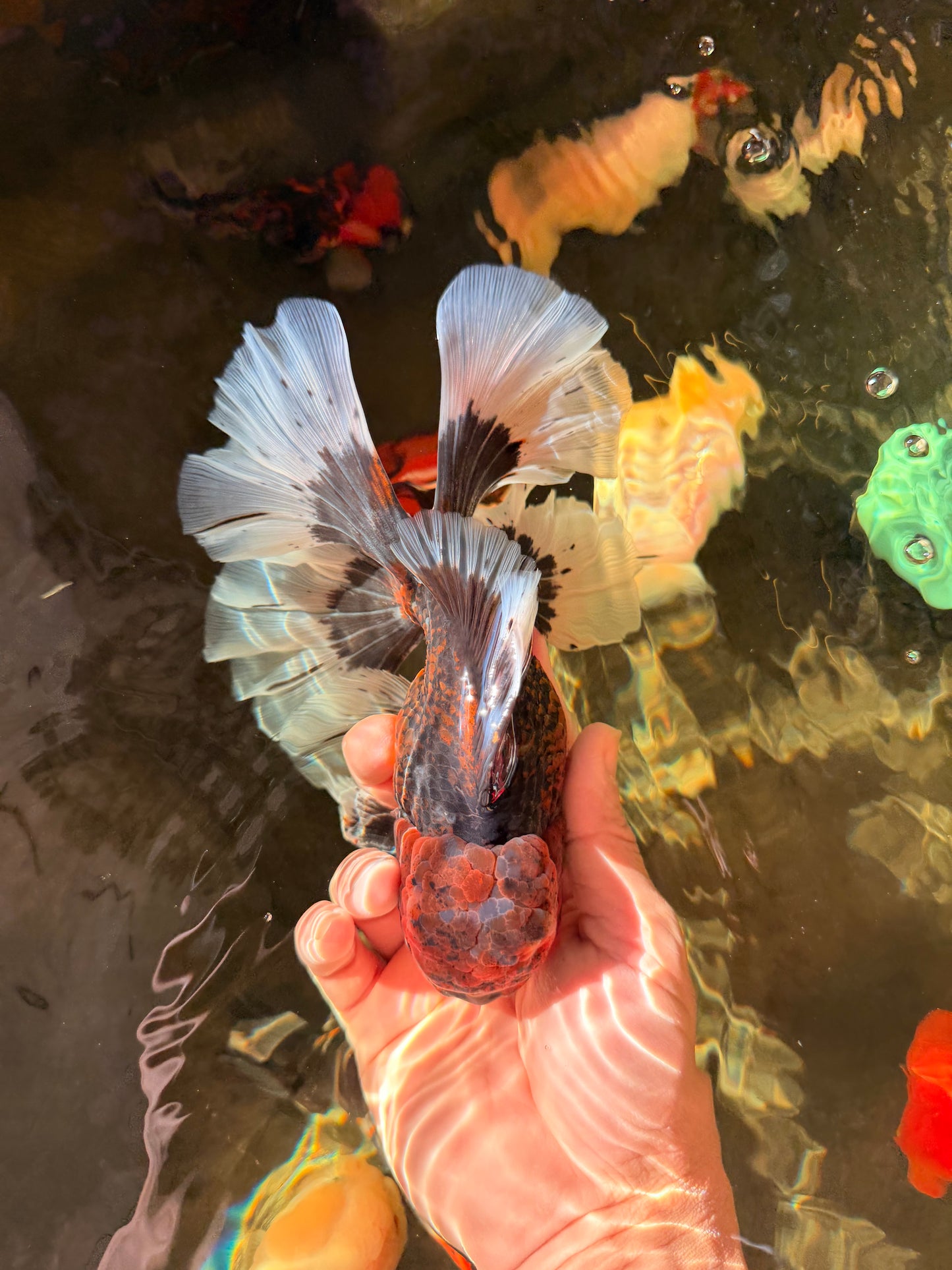 AAA Grade Dark Kirin Long Tail Oranda Male 6.5-7 inches #022726OR_09