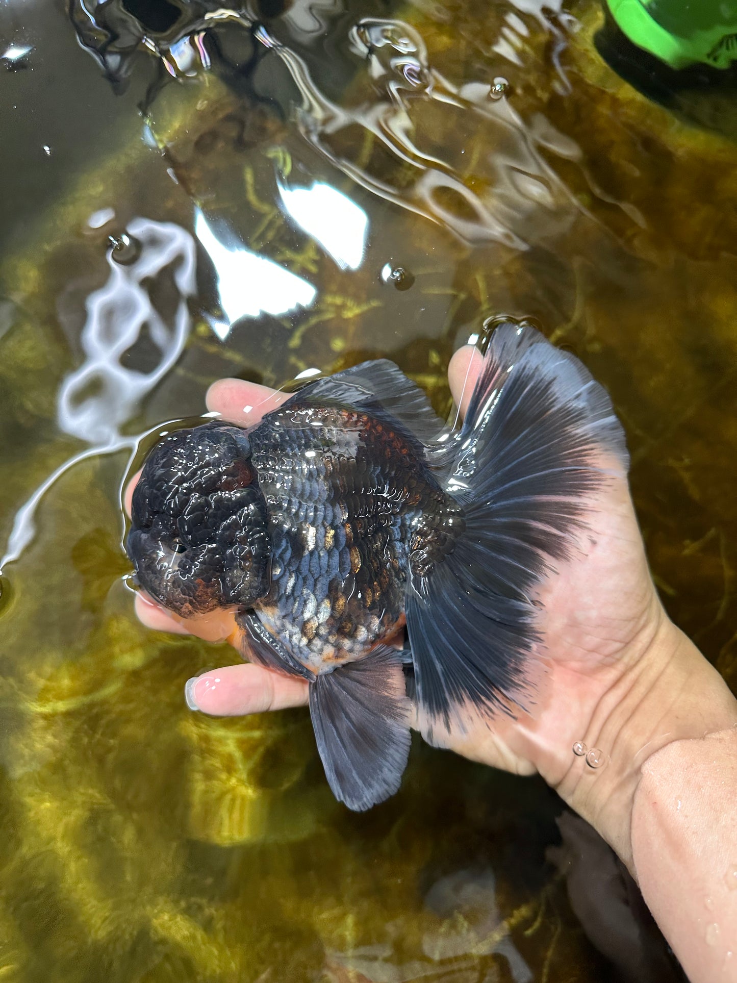 AAA Grade MIDNIGHT Kirin Oranda Male 5.5-6 inches #082925OR_15