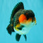 SHOW GRADE CHUBBY Tricolor Yuanbao Male 5 inches #071026YB_08