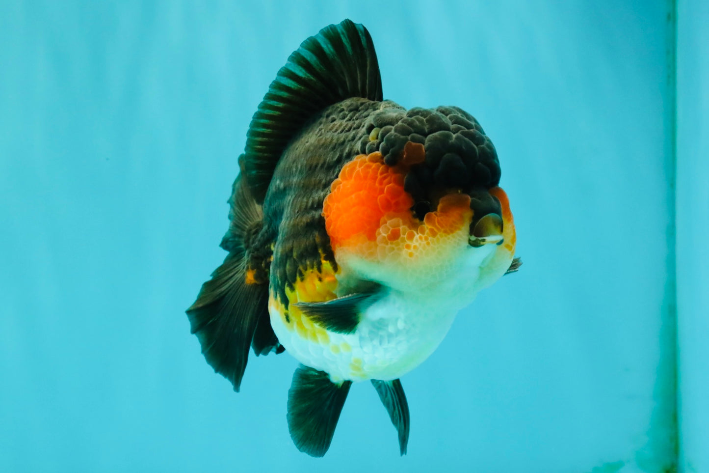 SHOW GRADE CHUBBY Tricolor Yuanbao Male 5 inches #071026YB_08