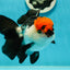 A Grade Tricolor Oranda Male 5-5.5 inches #110824OR_09