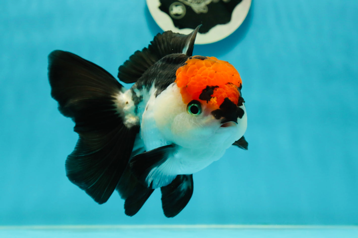 A Grade Tricolor Oranda Male 5-5.5 inches #110824OR_09