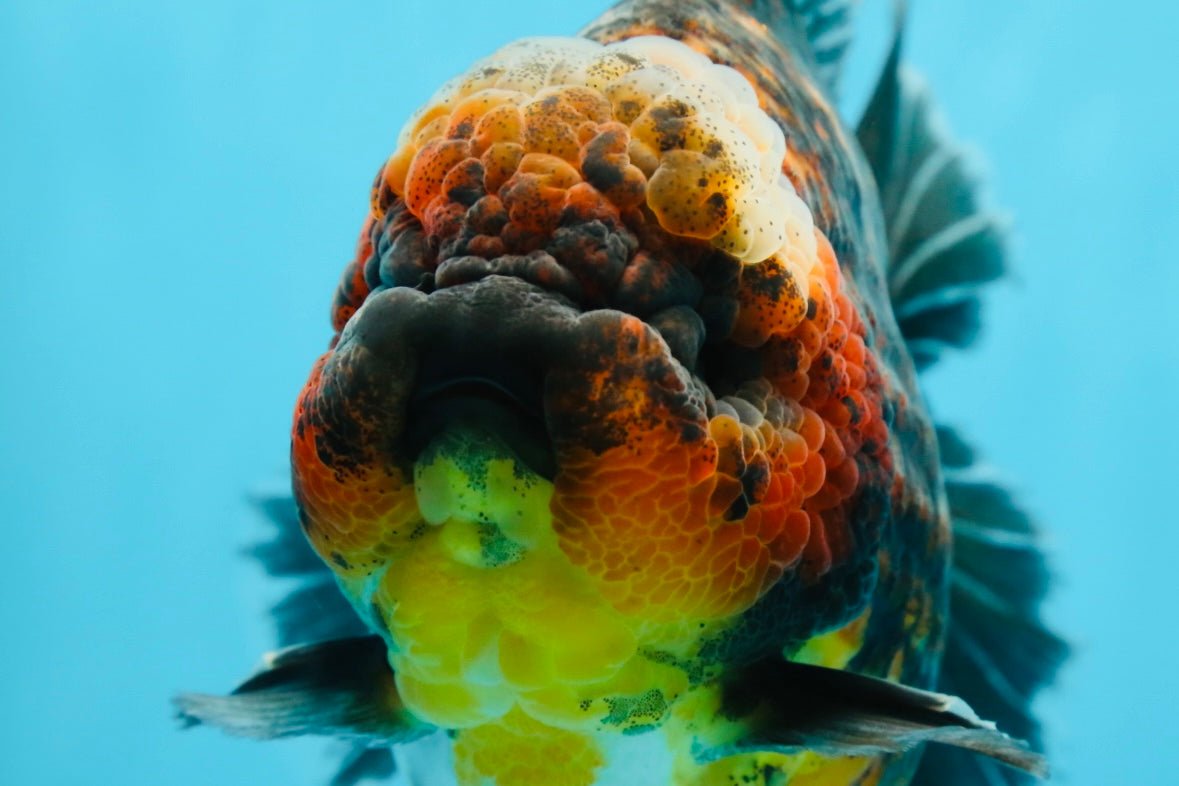 AAA Grade Godzilla Kirin Oranda Male 5.5 inches #050925OR_50