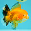 CHUNKY A Grade Red White Oranda Male 5.5-6 inches #042426OR_08