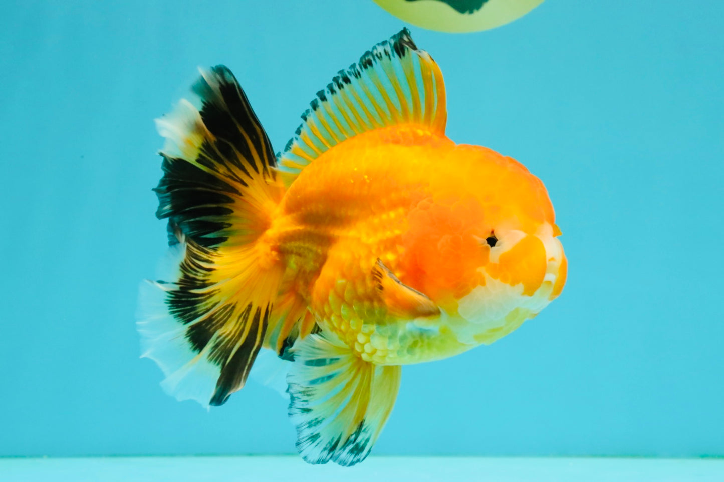 CHUNKY A Grade Red White Oranda Male 5.5-6 inches #042426OR_08