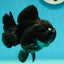 A Grade Pompom Black Yuanbao Male 4.5 inches #112224YB_32