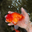 A Grade Red White Oranda Male 5.5 inches #080726OR_12