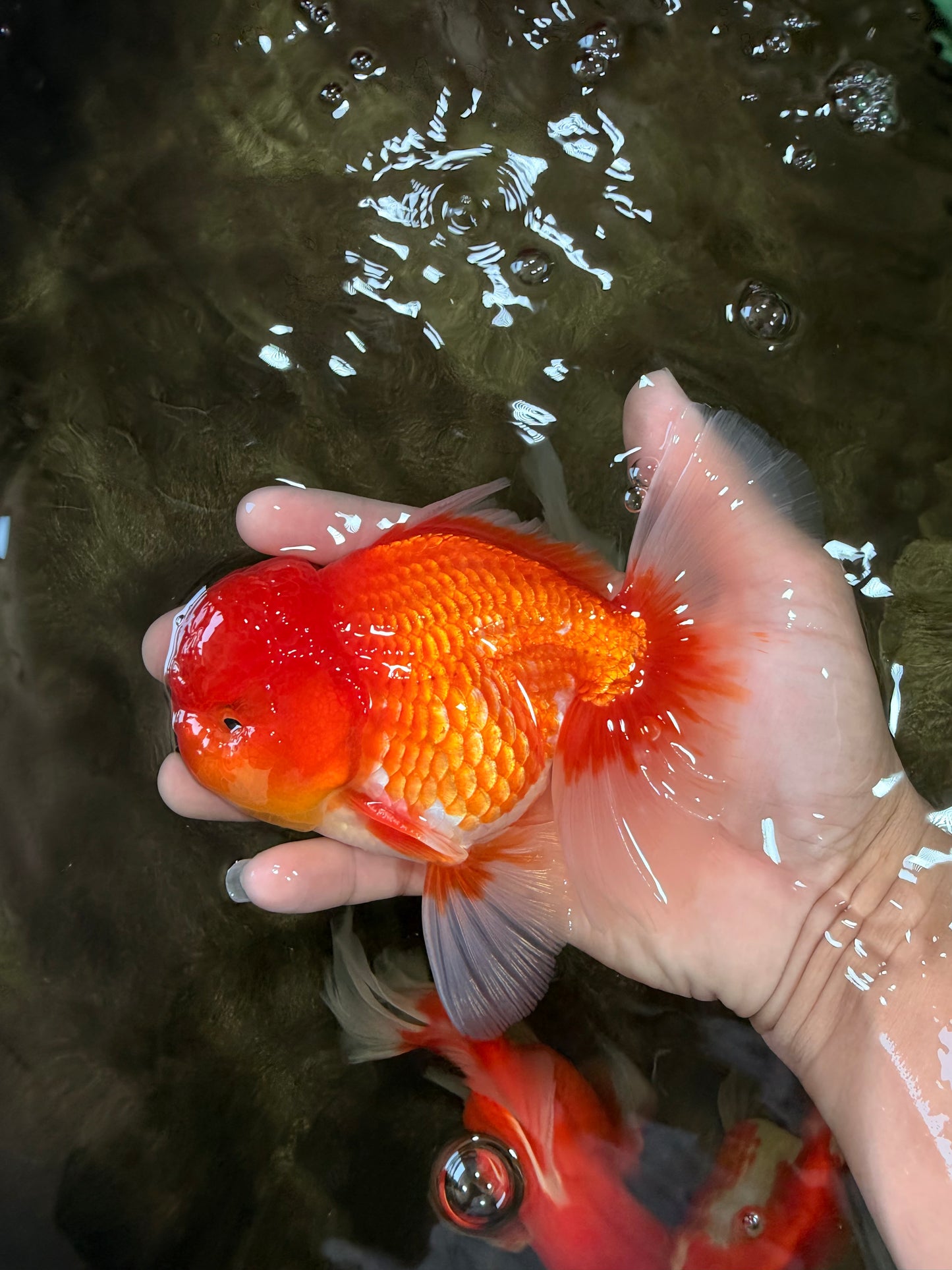 A Grade Red White Oranda Male 5.5 inches #080726OR_12