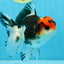 A Grade Tricolor Button Eyes Oranda Male 4.5-5 inches #081525OR_28