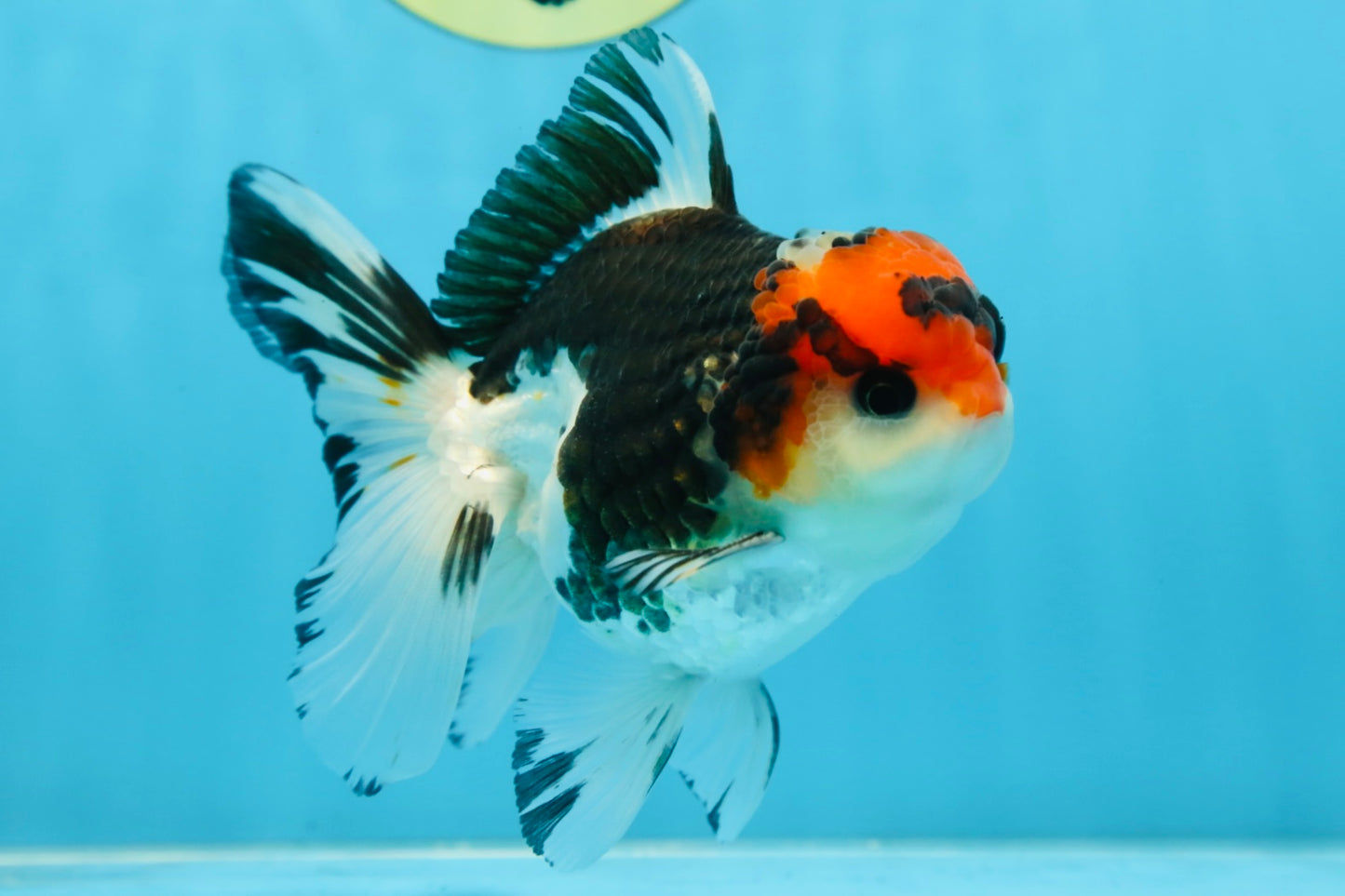 A Grade Tricolor Button Eyes Oranda Male 4.5-5 inches #081525OR_28