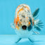 A Grade Tricolor Ranchu Male 5.5 inches #110725RC_14