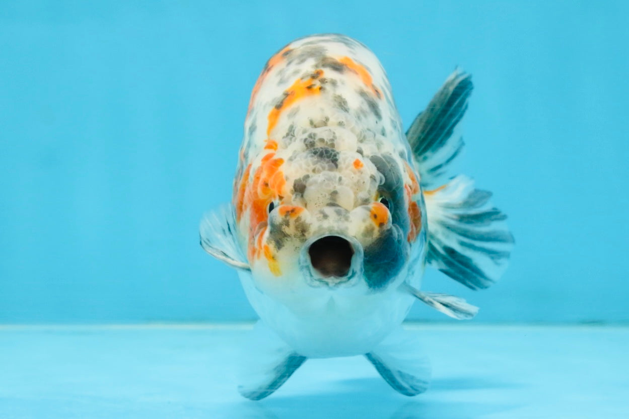 A Grade Tricolor Ranchu Male 5.5 inches #110725RC_14