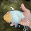 SPECIAL White Buffalo Ranchu Female 5.5 inch #092526RC_21