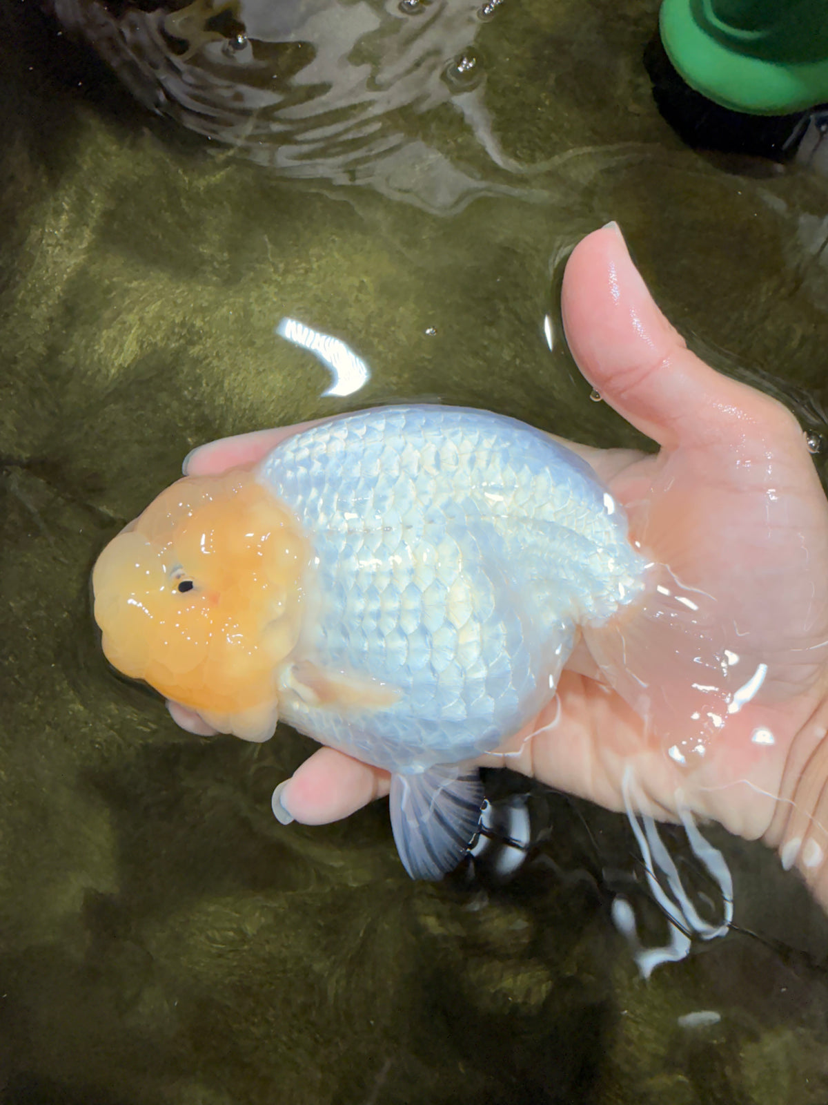 SPECIAL White Buffalo Ranchu Female 5.5 inch #092526RC_21