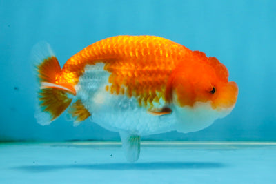 FLUFFY Red White LionChu Female 4.5 inches #120525LC_16