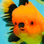 CHARLIE A Grade Apache Oranda Female 6-6.5 inches #080726OR_06